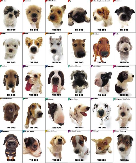 The Dogs .